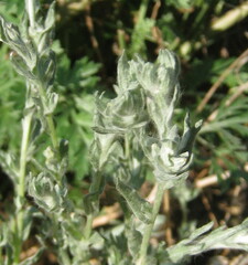 Artemisia frigida