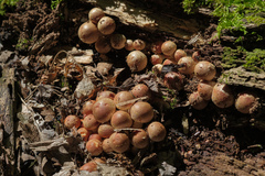 Hypholoma lateritium