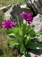 Primula parryi