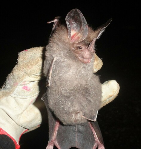 Big-eared Woolly Bat