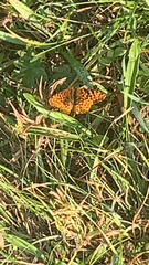 Boloria bellona