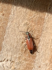 Anthocomus rufus
