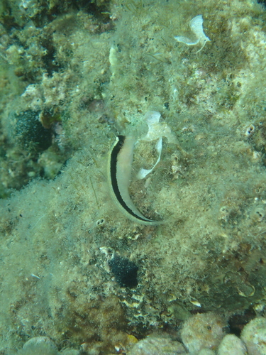 Babica crnoboka (Parablennius rouxi)