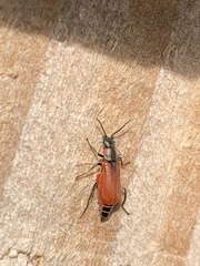 Anthocomus rufus
