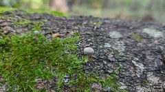 Simocybe centunculus