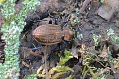 Carabus ulrichii