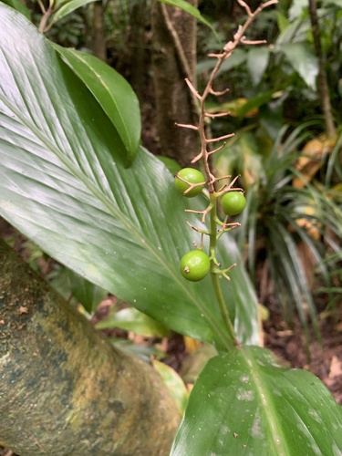 Alpinia boninsimensis iNat (1)