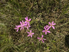 Sabatia campanulata