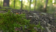 Simocybe centunculus