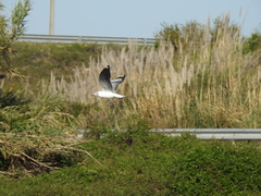 Chroicocephalus cirrocephalus
