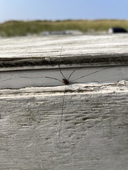 Sclerosomatidae