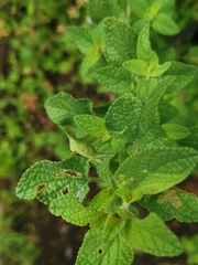 Sphenarium purpurascens