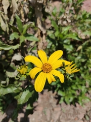 Flourensia thurifera