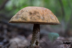 Leccinum scabrum
