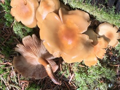 Kuehneromyces