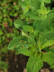 Sphenarium purpurascens