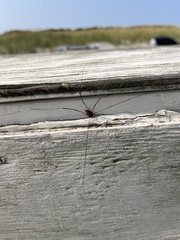 Sclerosomatidae