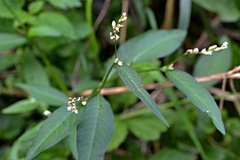 Persicaria mitis
