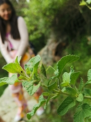 Sphenarium purpurascens
