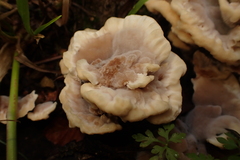 Abortiporus