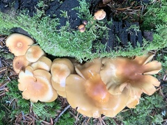 Kuehneromyces