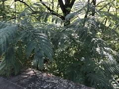 Albizia julibrissin