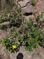 Flourensia thurifera