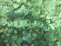 Gobius cruentatus