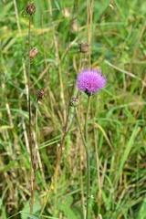 Cirsium canum