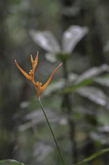 Heliconia