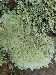 Flavoparmelia baltimorensis