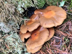 Kuehneromyces