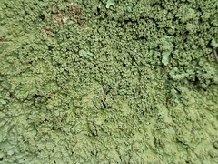 Flavoparmelia baltimorensis