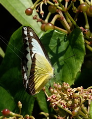 Appias lyncida