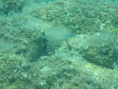 Diplodus puntazzo