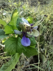 Rotheca myricoides
