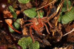 Neosparassus diana