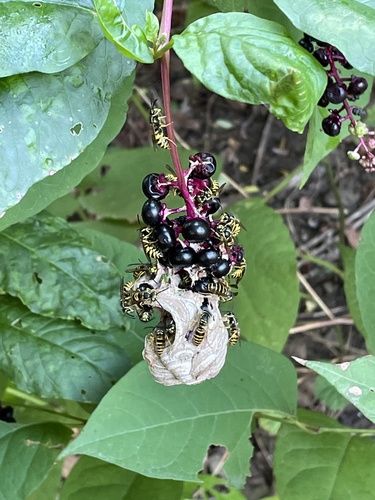 Eastern yellowjacket