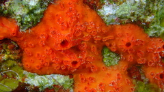 Placospherastra