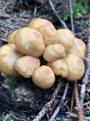 Kuehneromyces