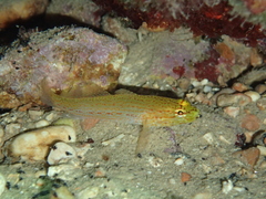 Gobius auratus