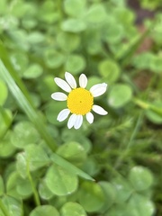 Matricaria chamomilla