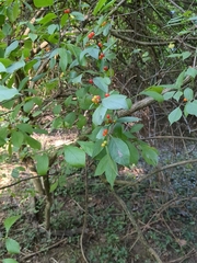 Ilex decidua