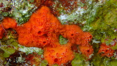 Placospherastra