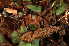 Neosparassus diana