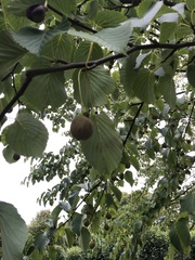 Davidia involucrata
