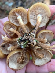 Kuehneromyces
