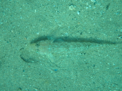 Gobius geniporus