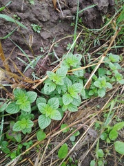 Mentha arvensis