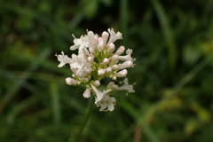 Valeriana officinalis